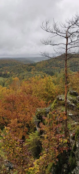 Höstskog Panorama Från Top Hill Tyskland Bakgrund Högkvalitativt Foto — Stockfoto