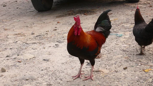 Rosster chicken on Dirt red animal bird. High quality photo