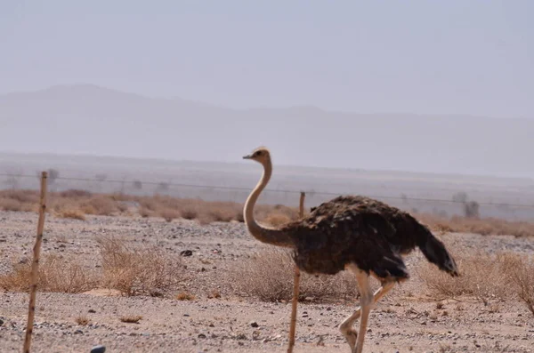 Πουλί Στρουθοκαμήλου Στο Δρόμο Στη Ναμίμπια Αφρική Υψηλής Ποιότητας Φωτογραφία — Φωτογραφία Αρχείου