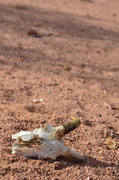 stock image animal skull in the desert Namibia Africa. High quality photo