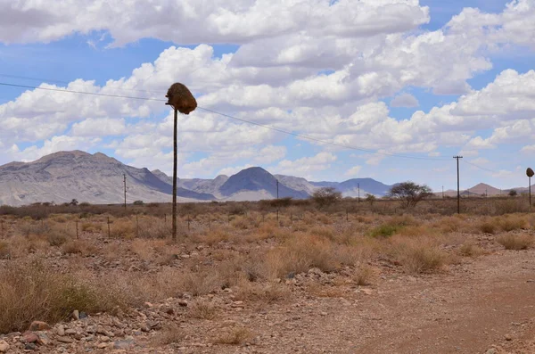 鸟巢在电报桅杆非洲南部全景背景 高质量的照片 — 图库照片