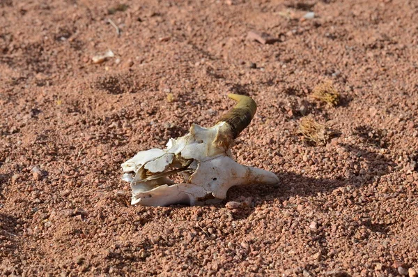 Teschio Animale Nel Deserto Namibia Africa Foto Alta Qualità — Foto Stock