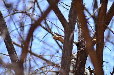 Afrika Namibya 'daki Afrika çöl çekirgesi veba çim toplayıcısı. Yüksek kalite fotoğraf