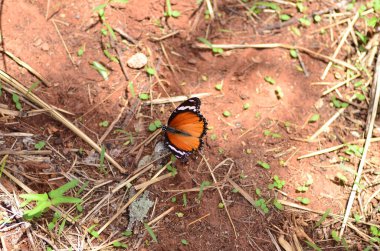 Namibya Afrika 'daki kırmızı Kum üzerinde kral kelebeği. Yüksek kalite fotoğraf