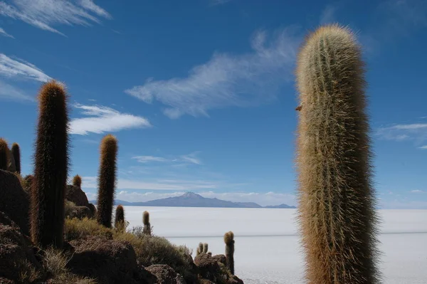 big cactus in Bolivia salar de uyuni blue sky. High quality photo