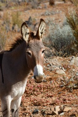 Wild Donkey portrait in Atacama Desert Chile . High quality photo