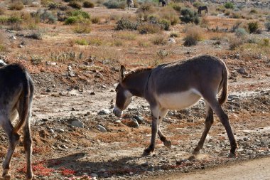 Wild Donkey in Atacama Desert Chile . High quality photo