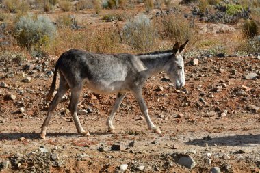 Wild Donkey in Atacama Desert Chile . High quality photo