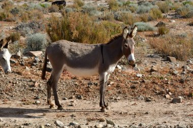 Wild Donkey in Atacama Desert Chile . High quality photo