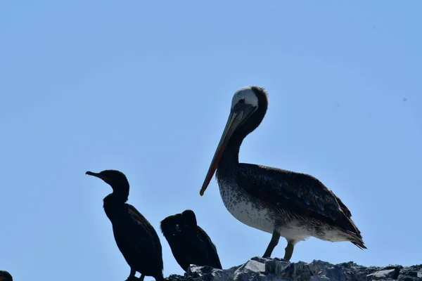 Pelican on Rocky coast in South America Chile. High quality photo
