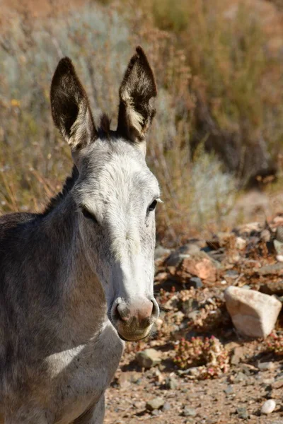 Wild Donkey Portrait Atacama Desert Chile High Quality Photo — Stock Fotó