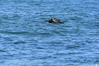 Pelican Flying over Pacific Ocean Antofagasta Chile . High quality photo