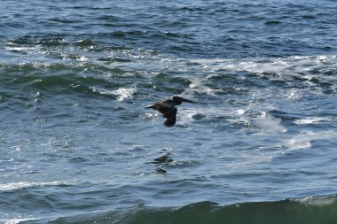 Pelican Flying over Pacific Ocean Antofagasta Chile . High quality photo