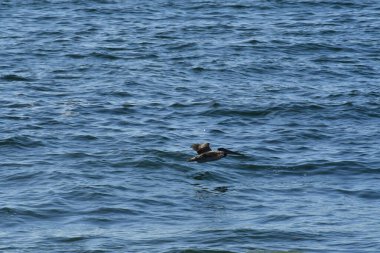 Pelican Flying over Pacific Ocean Antofagasta Chile . High quality photo