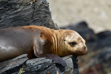 Portrait Reserva Nacional Pinguino de Humboldt seelion. High quality photo