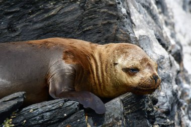 Portrait Reserva Nacional Pinguino de Humboldt seelion. High quality photo