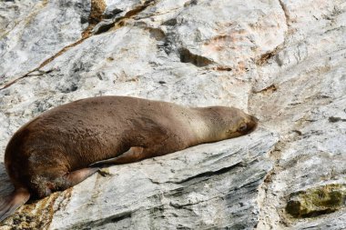 lazy Reserva Nacional Pinguino de Humboldt seelion. High quality photo
