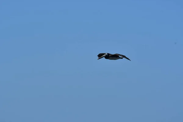 Pelican Flying over Pacific Ocean Antofagasta Chile . High quality photo