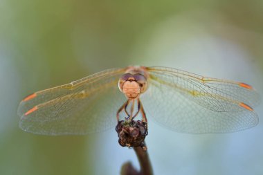 wild Dragonfly macro in Chile South America. High quality photo