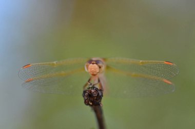 wild Dragonfly macro in Chile South America. High quality photo