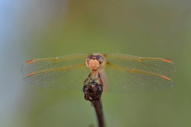 wild Dragonfly macro in Chile South America. High quality photo