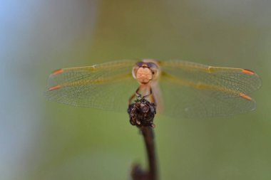 wild Dragonfly macro in Chile South America. High quality photo