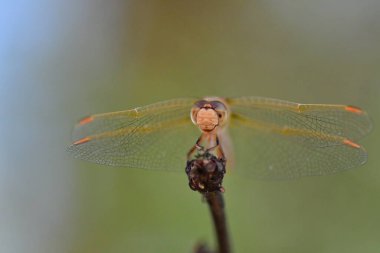 wild Dragonfly macro in Chile South America. High quality photo