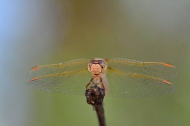wild Dragonfly macro in Chile South America. High quality photo