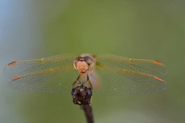 wild Dragonfly macro in Chile South America. High quality photo