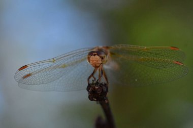wild Dragonfly macro in Chile South America. High quality photo