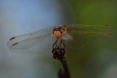 wild Dragonfly macro in Chile South America. High quality photo