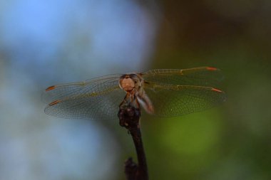 wild Dragonfly macro in Chile South America. High quality photo