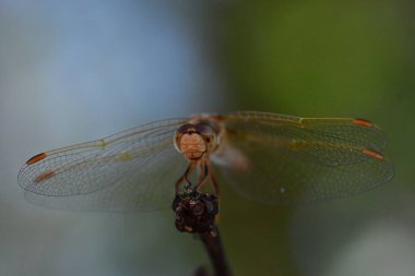 wild Dragonfly macro in Chile South America. High quality photo