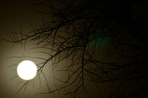 Full moon through Tree Dark Background. High quality photo
