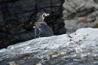 Reserva Nacional Pinguino de Humboldt. High quality photo