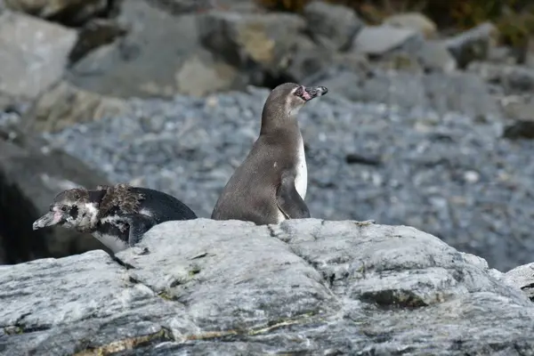 Reserva Nacional Pinguino Humboldt High Quality Photo — Stock Fotó