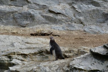 Humboldt Penguin Reserva Nacional Pinguino de Humboldt. High quality photo