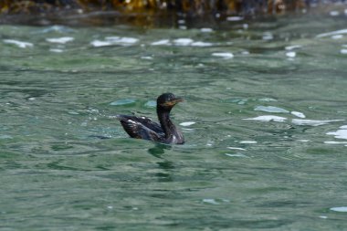 Wild Kormoran cormorant Bird Chile South America. High quality photo