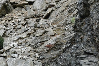 Humboldt Penguin Reserva Nacional Pinguino de Humboldt. High quality photo