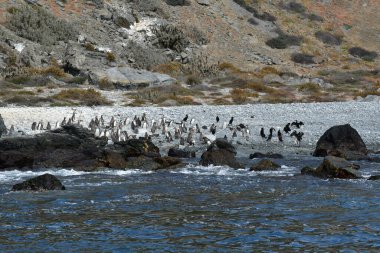 Humboldt Penguin Reserva Nacional Pinguino de Humboldt. High quality photo