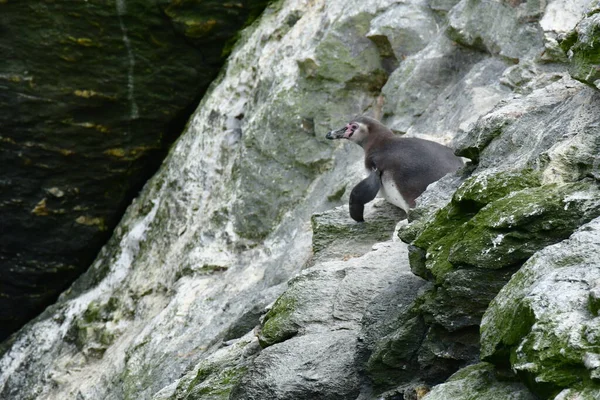 Humboldt Penguin Reserva Nacional Pinguino Humboldt High Quality Photo — Stock Fotó