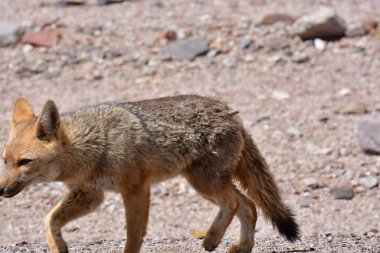 Wild Andean Fox in Atacama Desert Chile South America. High quality photo