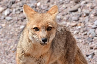 Portrait of Wild Andean Fox in Atacama Desert Chile South America. High quality photo