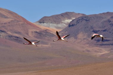 Wild Flying Flamingos Mountain Background Chile South America. High quality photo