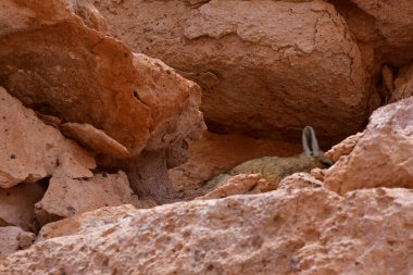 Wild viscacha on Rock in Atacama Desert Chile South America. High quality photo