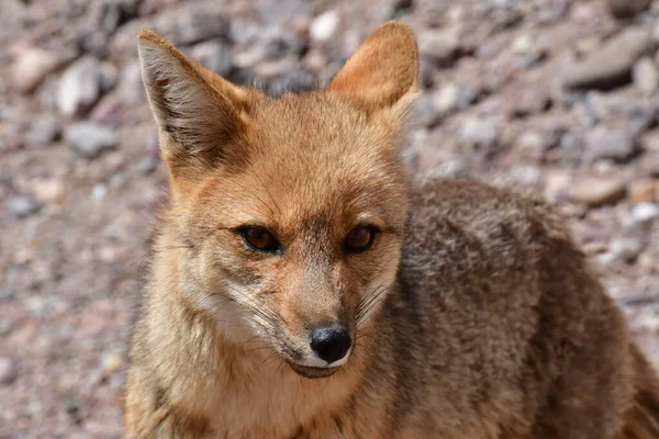Portrait Wild Andean Fox Atacama Desert Chile South America High — Stock Fotó