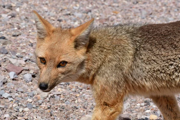Portrait Wild Andean Fox Atacama Desert Chile South America High — Stock Fotó