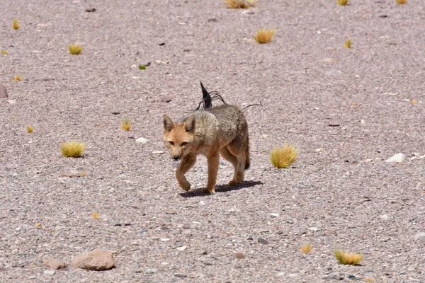 Wild Andean Fox Atacama Desert Chile South America High Quality — Stock Fotó