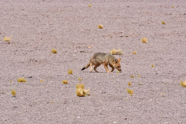 Wild Andean Fox Atacama Desert Chile South America High Quality — Stock Fotó