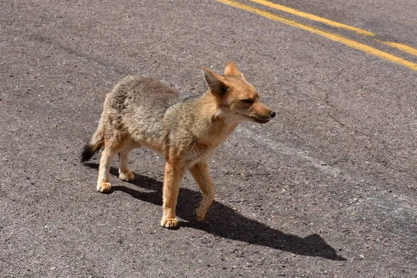 Wild Andean Fox Road Atacama Desert Chile South America High — Stock Fotó